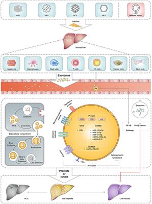 The Role of Exosomes in Viral Hepatitis and Its Associated Liver Diseases